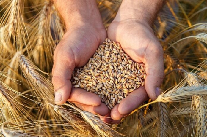 The,Hands,Of,A,Farmer,Close-up,Holding,A,Handful,Of