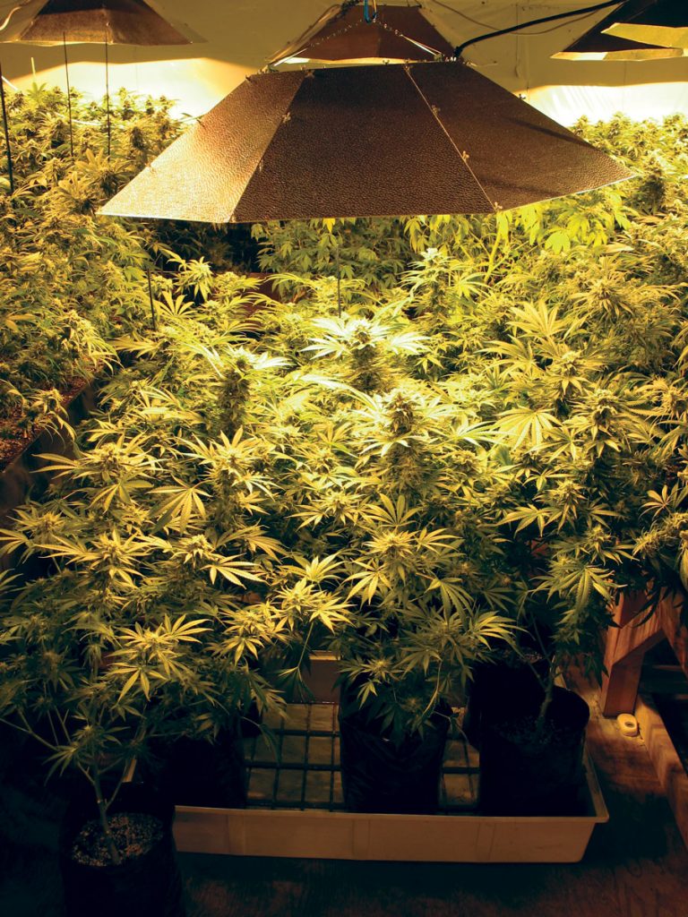 Cannabis puts pressure on another water resource: electricity, with indoor growers making huge energy demands on the grid © Bob Doran
